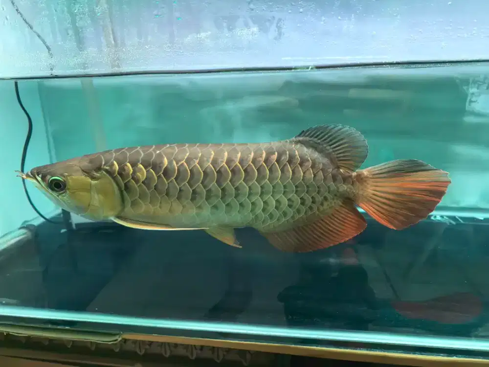 Arwana Golden Red  Blue Base