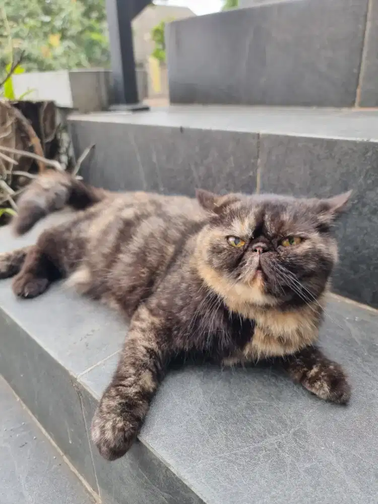 Kucing Exotic Betina
