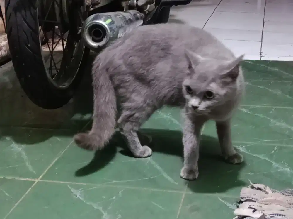 Indukan Betina Blue Solid Siap Ternak