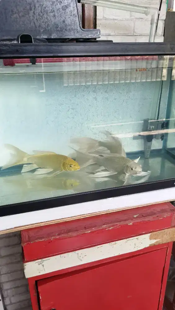 Dijual ikan koi Jenis Slyer platinum