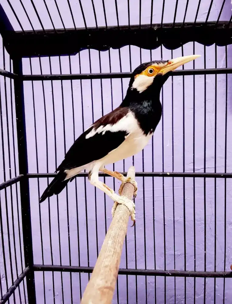 Jalak suren jawa gacor