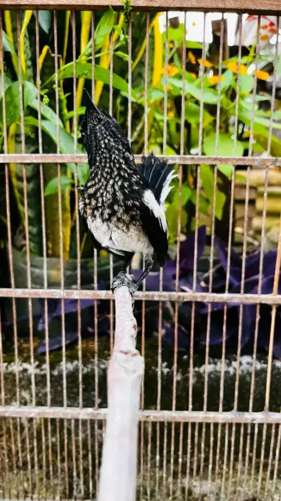 Kacer trotol jantan prospekan