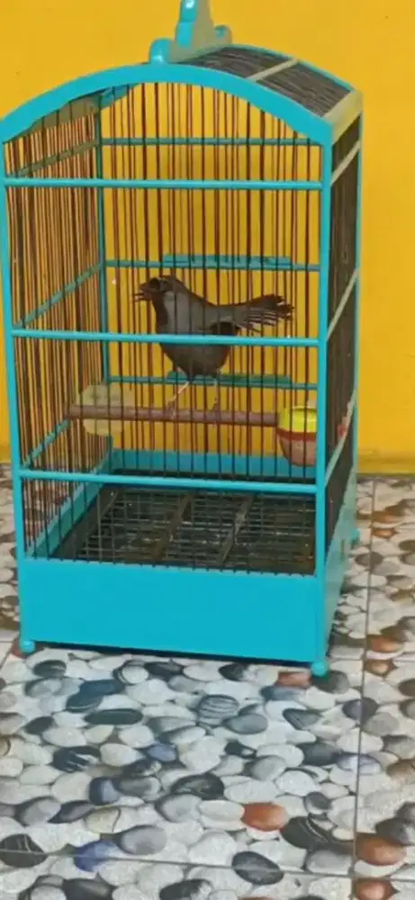 Poksay hongkong gacoir dor buka ekor