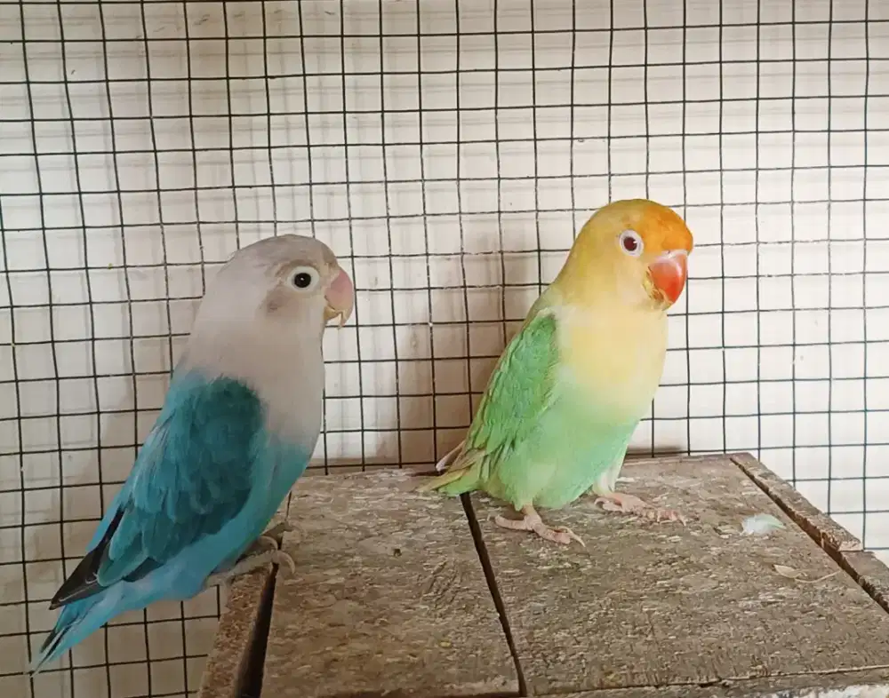 Sepasang produksi Lovebird PB pf blue x biola blue