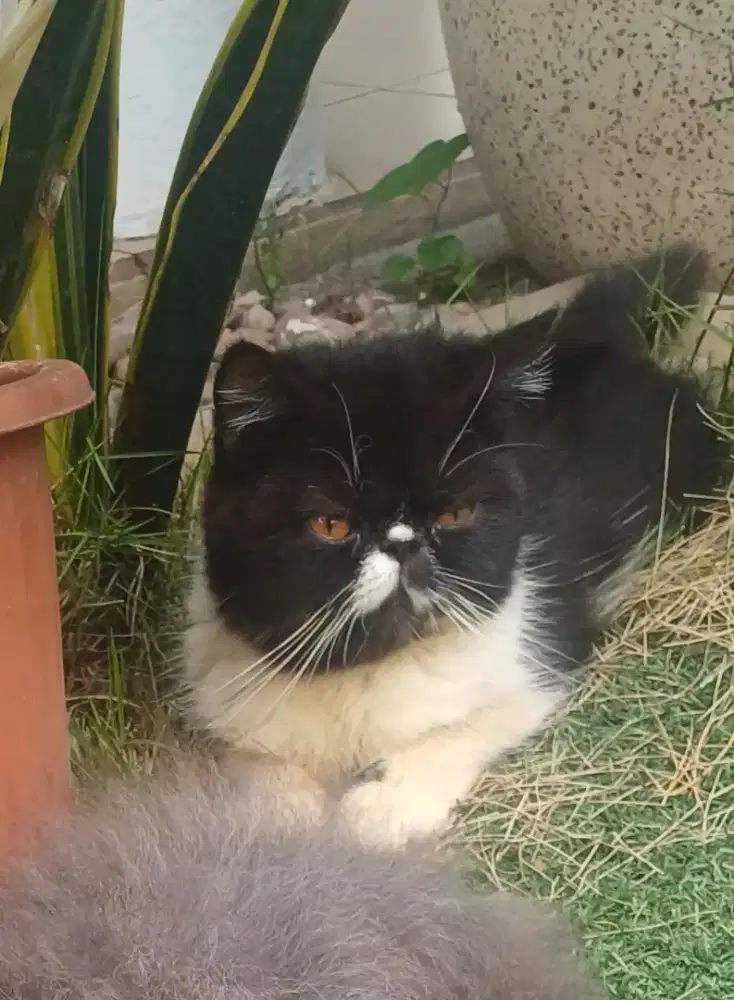 Peaknose exotic shorthair