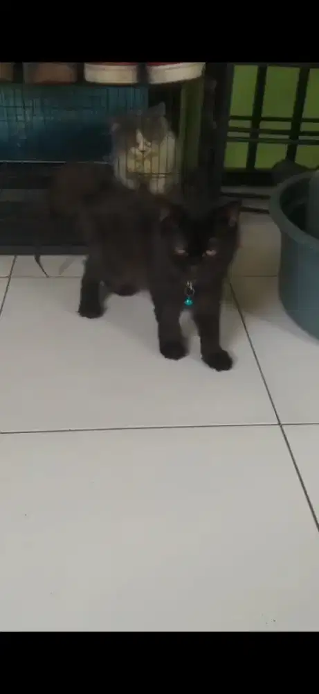 Persia black smoke jantan