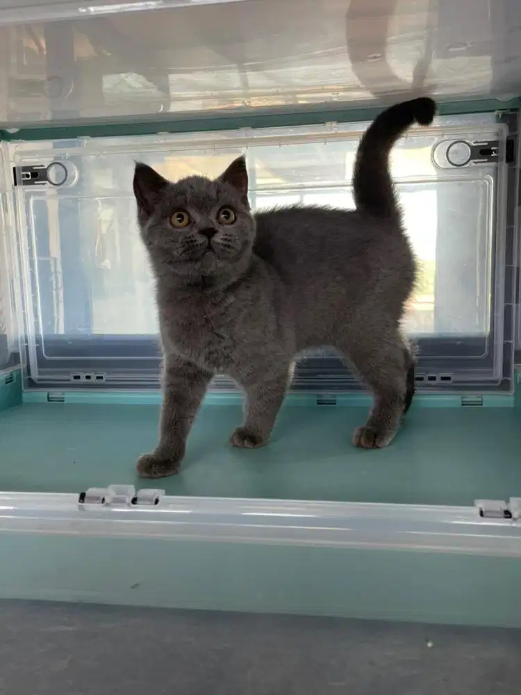 Kucing british shorthair betina anakan import