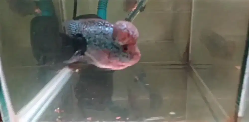 Louhan SRD blacktail jenong