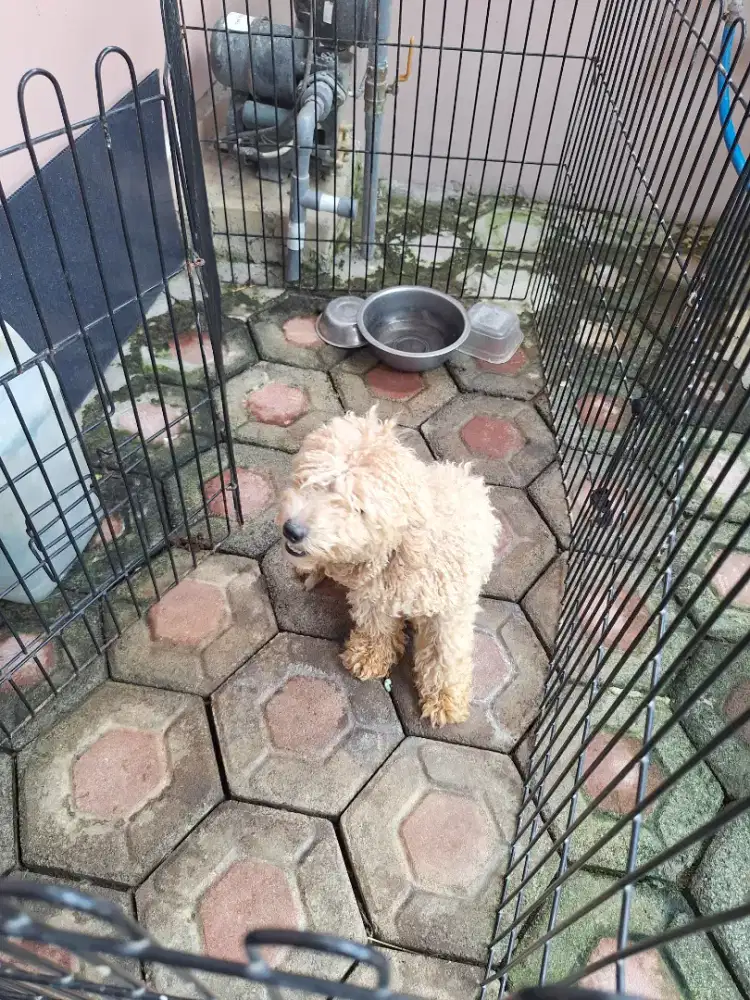 DIJUAL ANJING POODLE BETINA