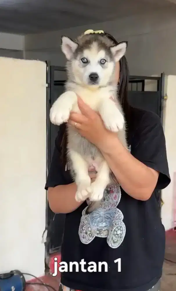 Siberian husky puppies