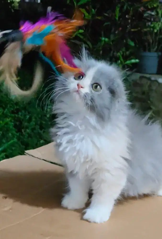 Scottish Fold carrier Cinnamon Ekor Pendek Betina