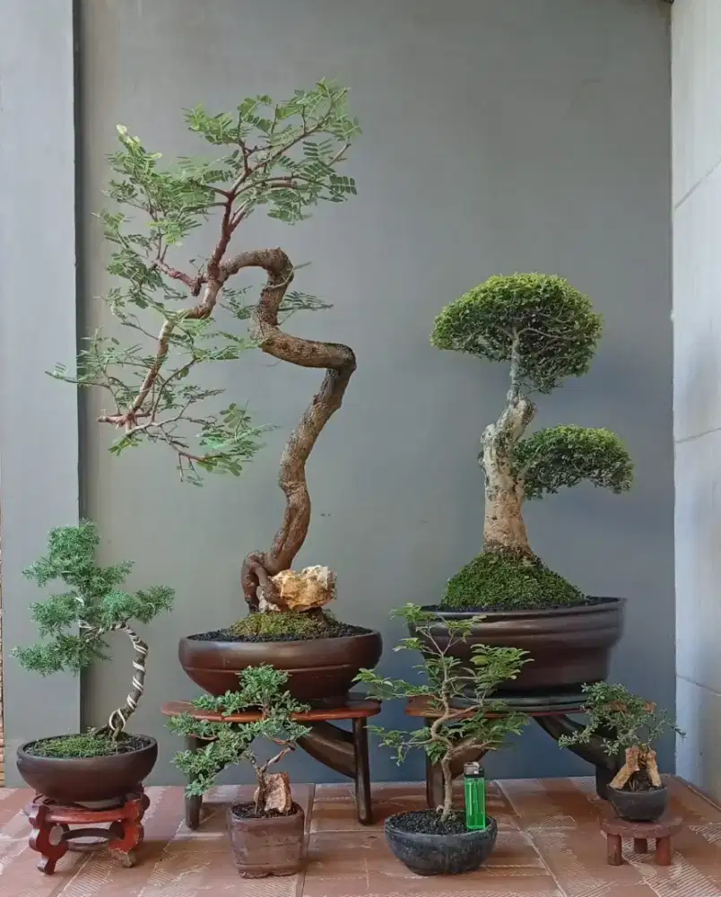 Bonsai hias ada 6 pohon