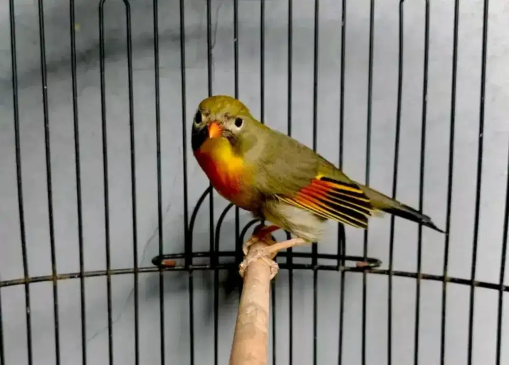 BurungRobin jantan betina ready