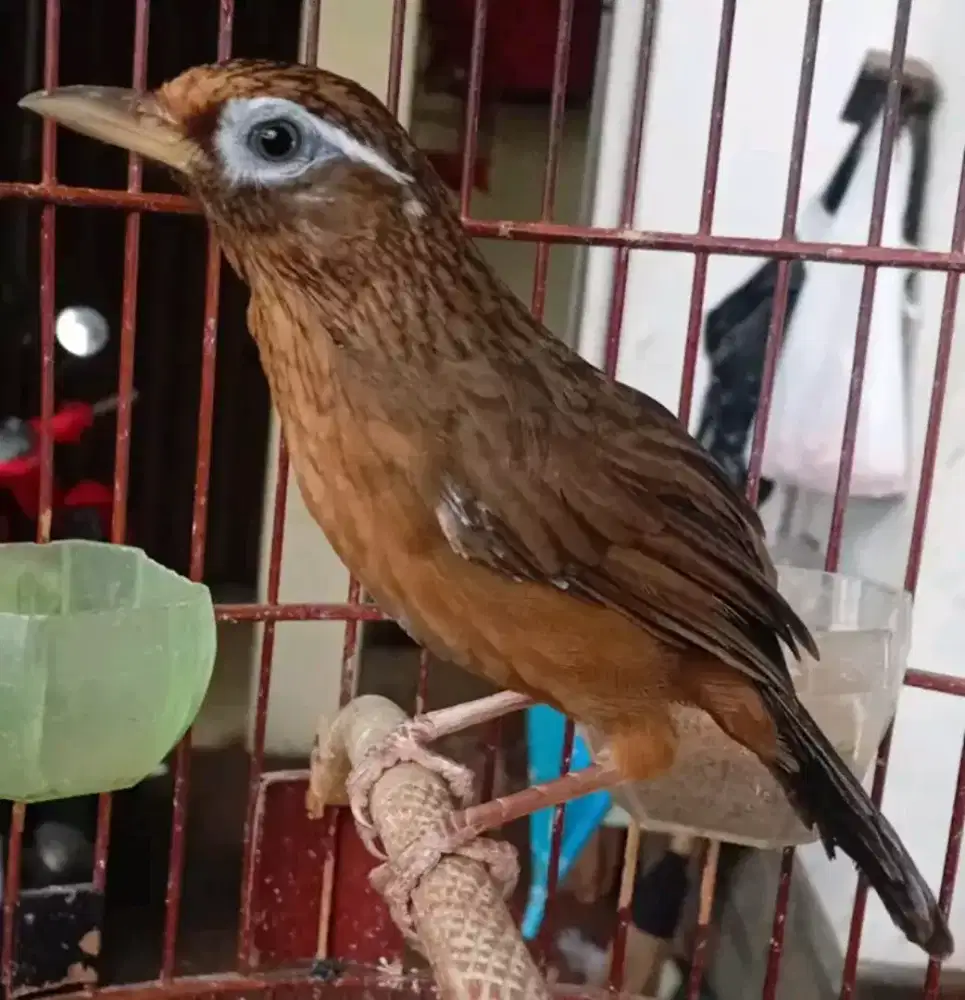Burung wambi jantan rawatan rajin