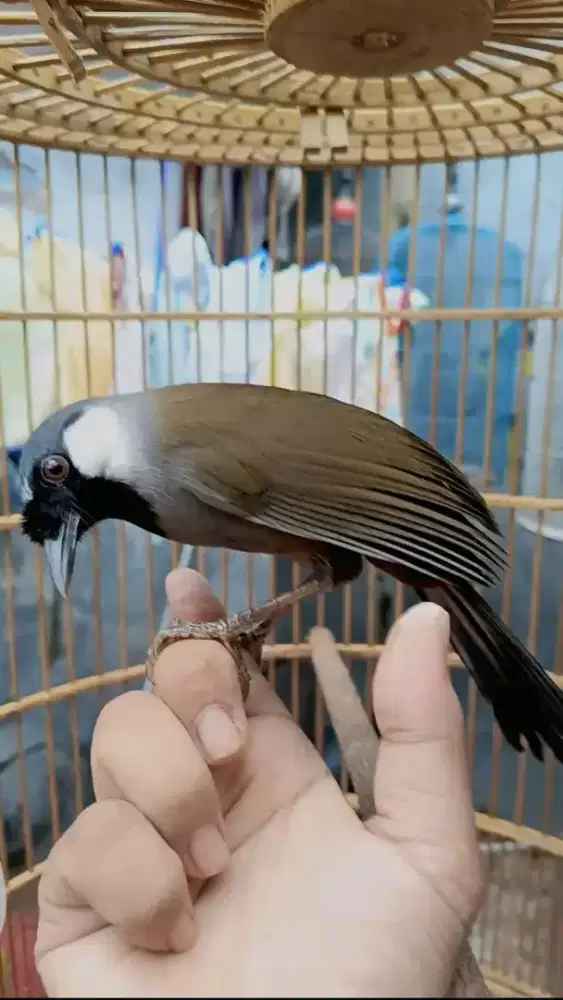 Burung poksay hongkong jantan jinak gacor