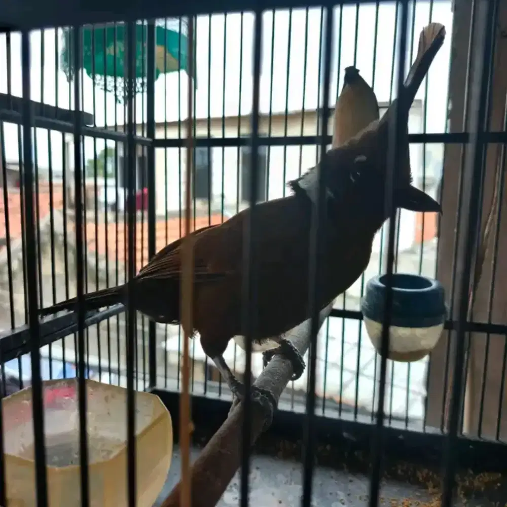 BurungLilin coklat rawatan rajin bunyi