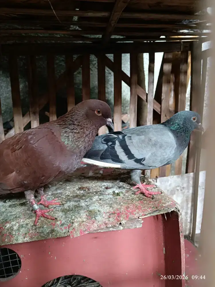 Burung dara dan semua difoto(harga khusus borongan)