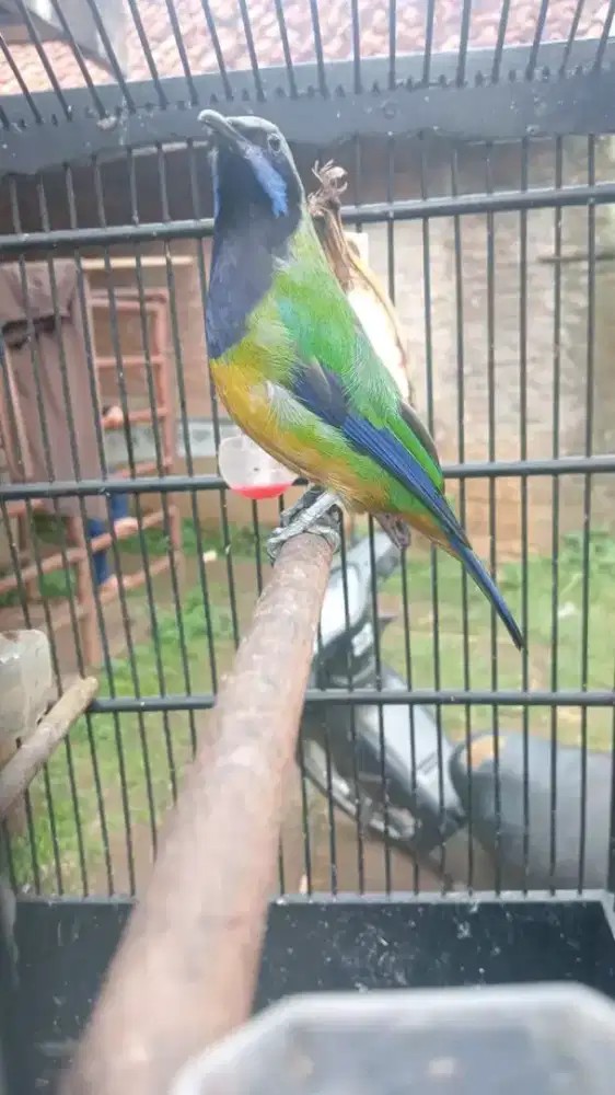 Burung sungko jantan rawatan rajin bunyi