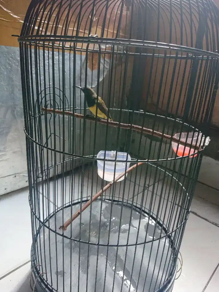 Burung sama kandang bunyi
