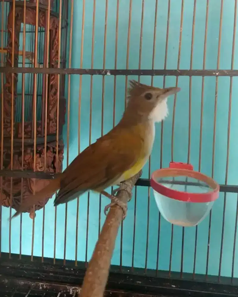 Burung cucak jenggot jawa rawatan rajin bunyi