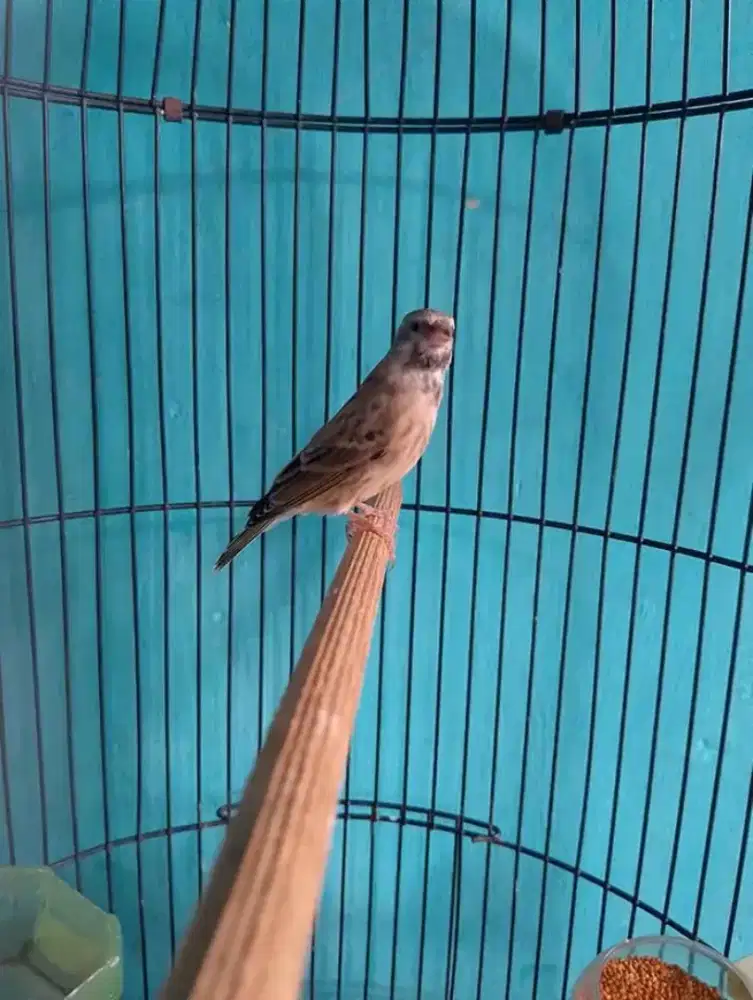 Burung blackthroat jantan gacor