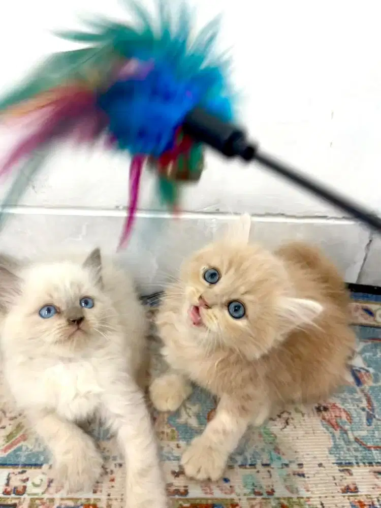 persia bulu panjang longhair bulu kapas