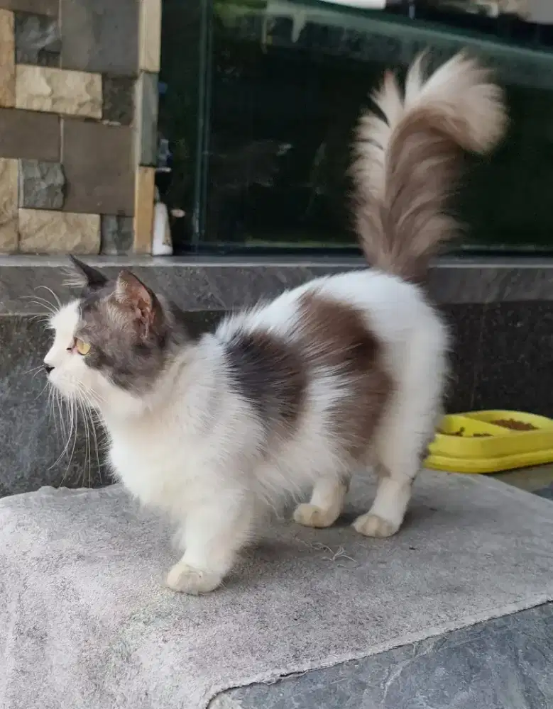 Kucing Munchkin Jantan