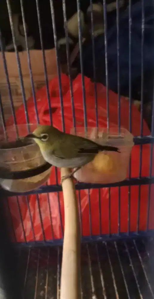 BUXTOMI GUNUNG KARANG