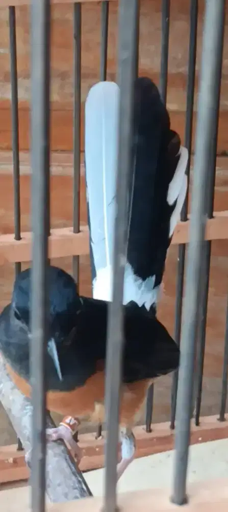 Betina blorok ekor slap putih