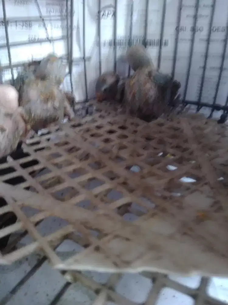 Love bird lolohan murah