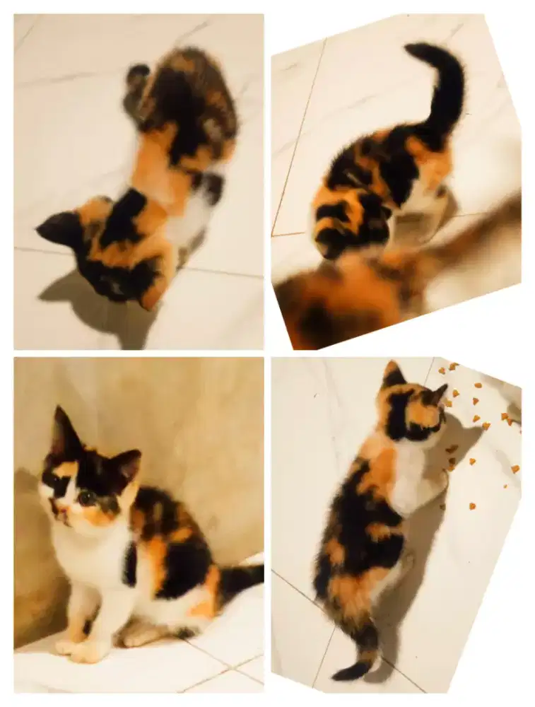 Kitten calico persiaix shorthair karpet rampus sehat lucu main