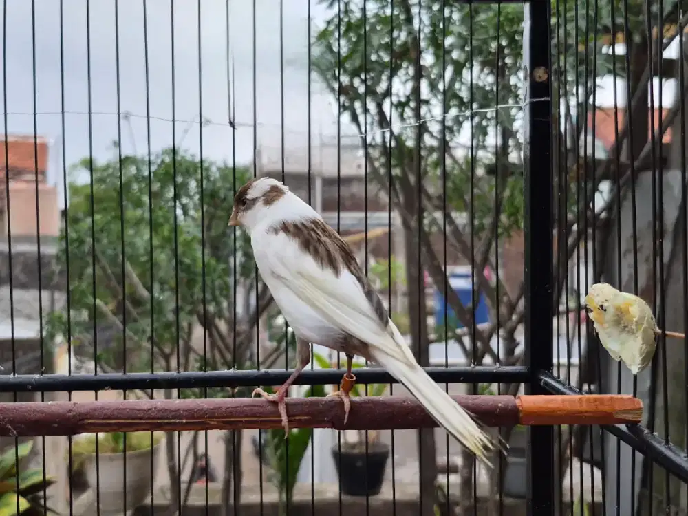 Kenari AF Paud ( F1ys x AF )