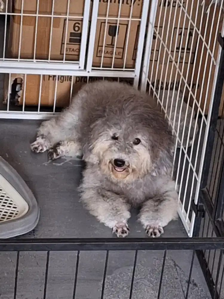 Silver miniatur poodle betina stb