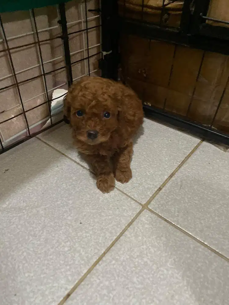Toy poodle non stb