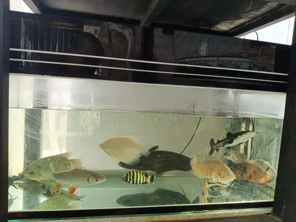 Aquarium dan ikan hias
