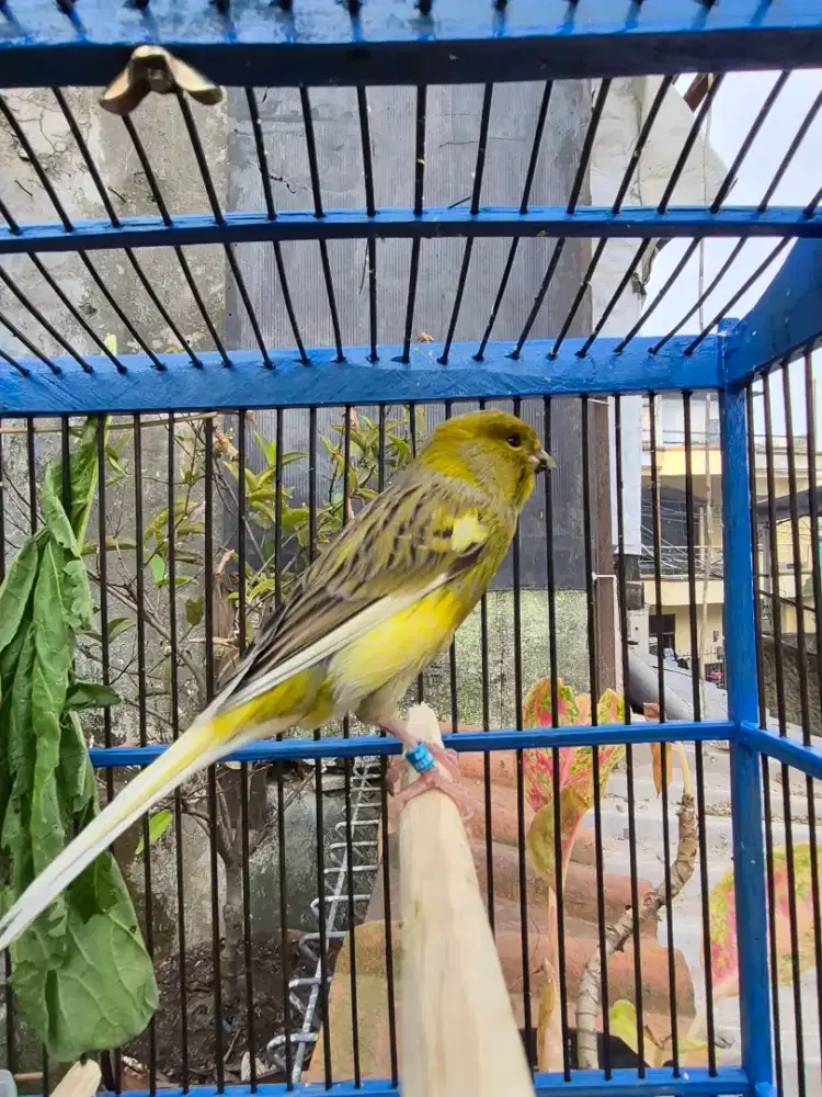 Kenari F1ys ( Ys Tkf x AF )