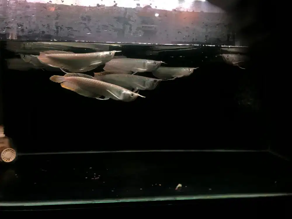 Ikan Arowana silver