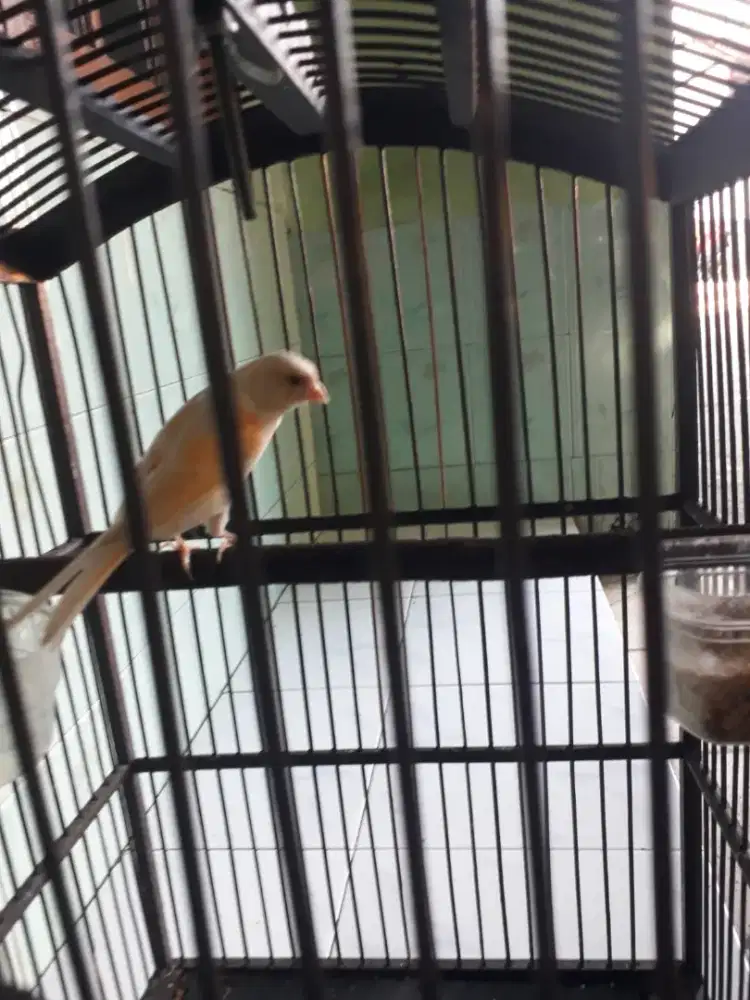 Jual aj kenari baru bunyi