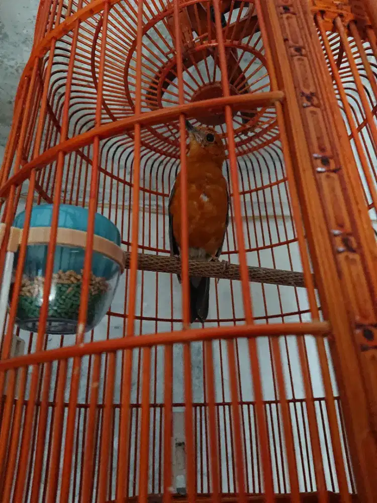 Anis merah jantan fs