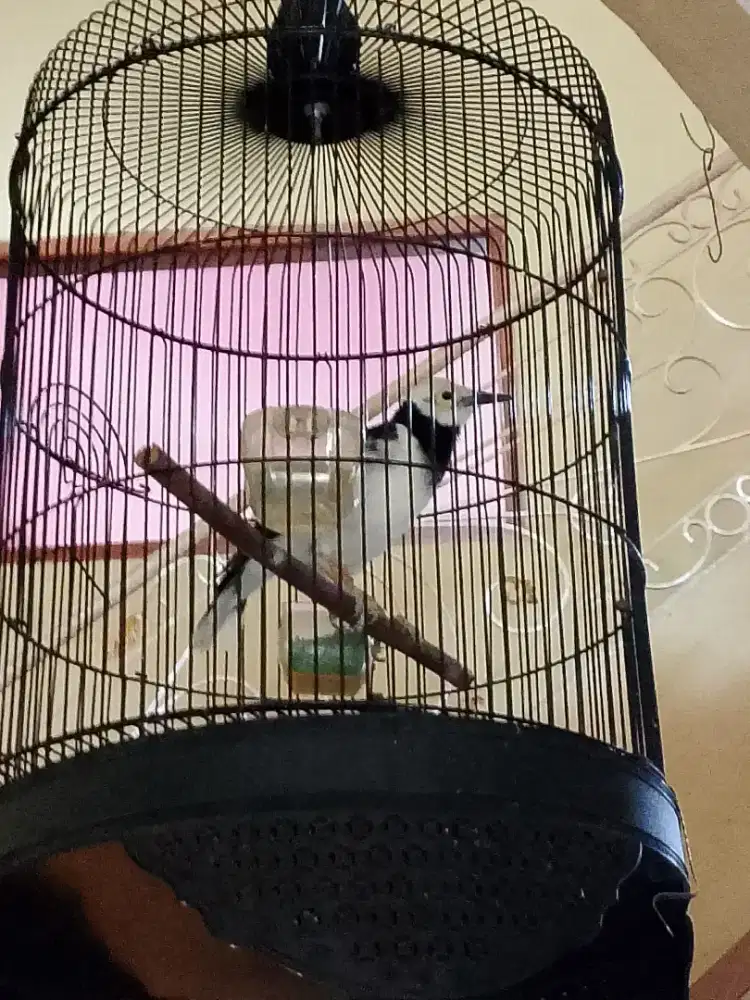 Jalak Hongkong gacor plus sangkar besi bulat