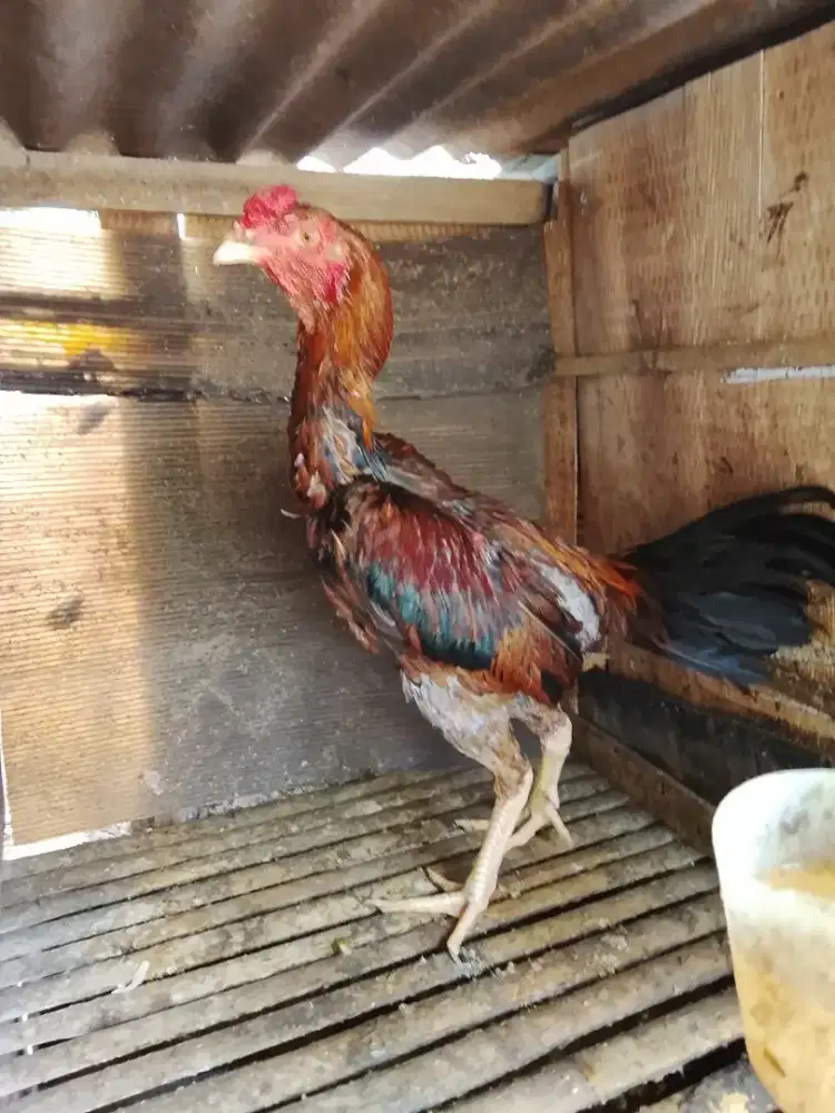 Bulbi rawis Wiring kuning