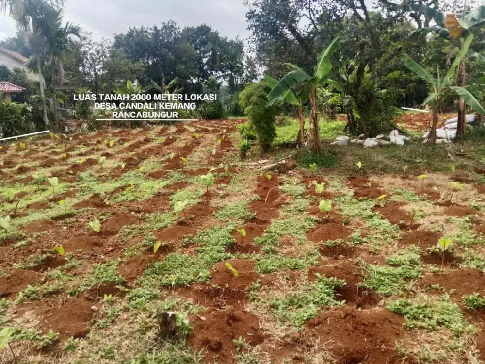 TANAH KEBUN MURAH SUASANA ASRI KAMPUNG LETAK DI DESA CANDALI KEMANG BOGOR