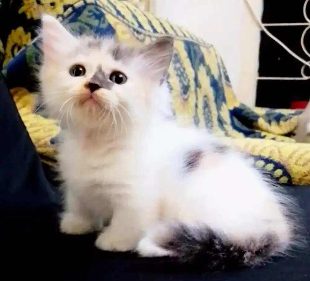 Kitten munckin betina