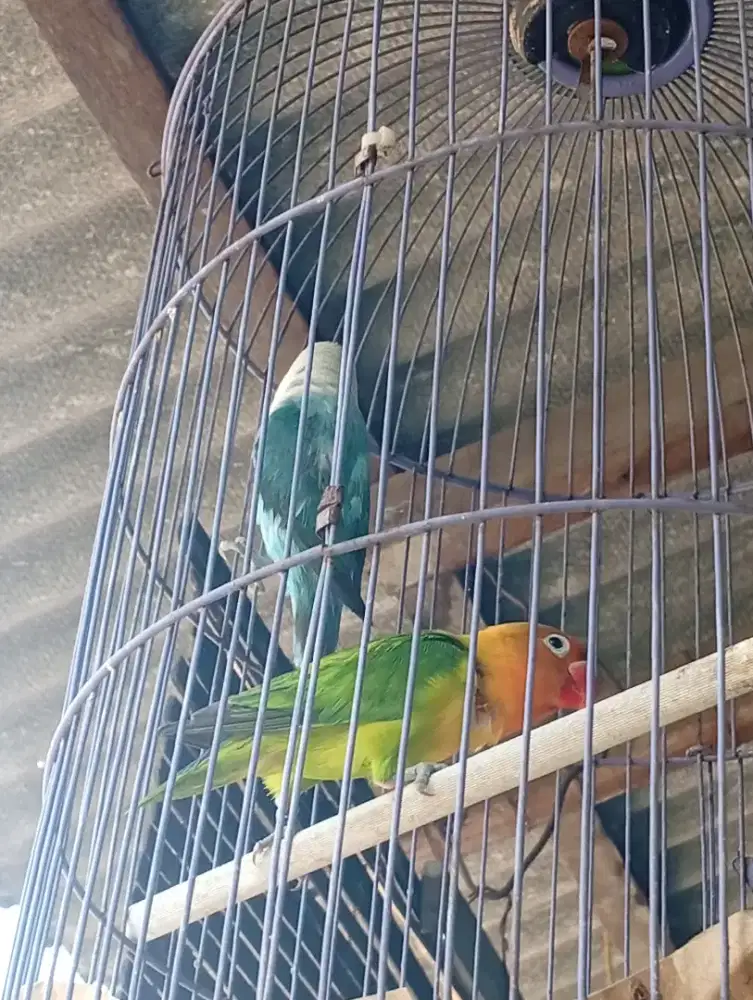 Burung Lovebird prediksi sepasang , warna sesuai foto