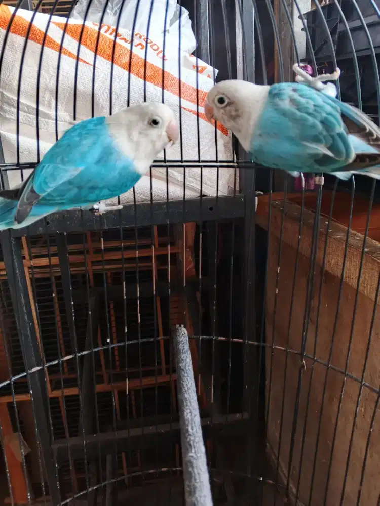 Lovebird sepasang biola