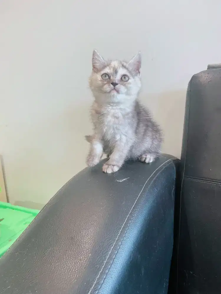 Anakan BSH Sylver torty betina 2.5 bulan