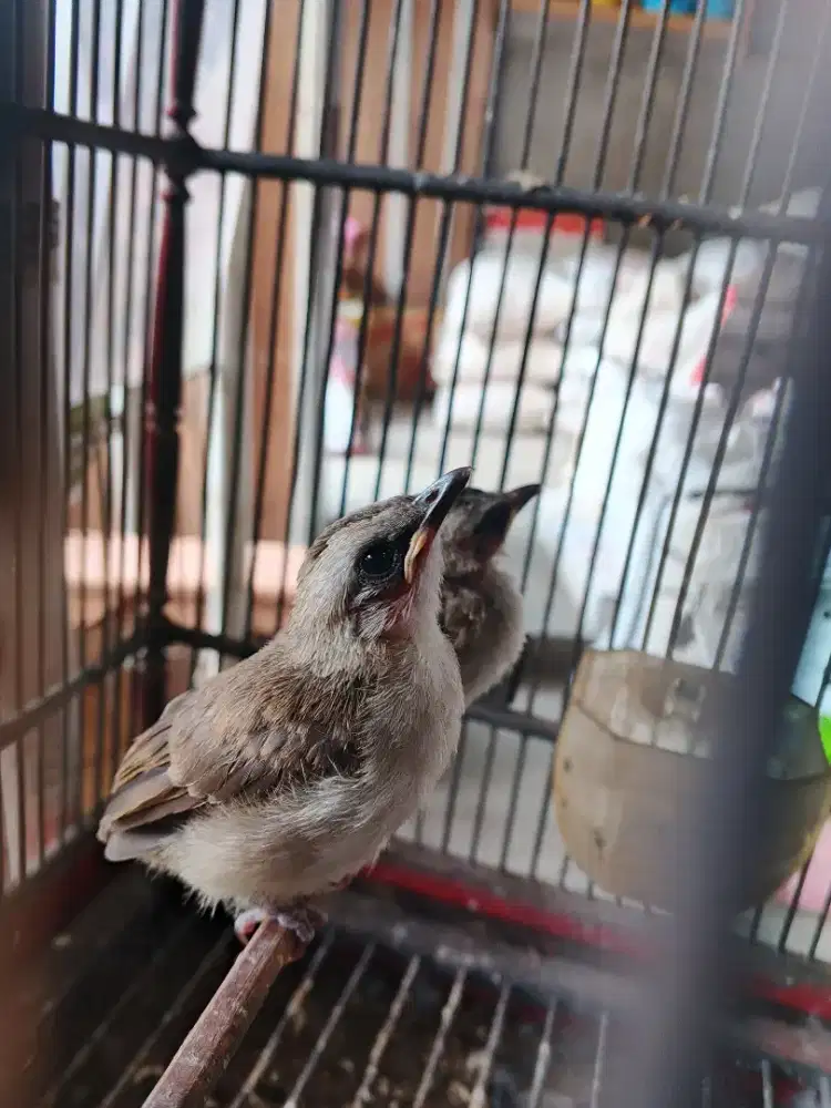 Anakan/lolohan trucuk