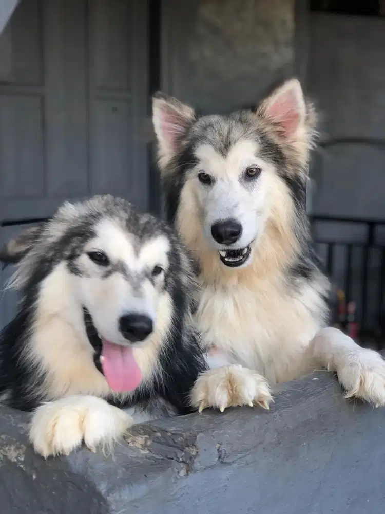 Alaskan malamute sepasang