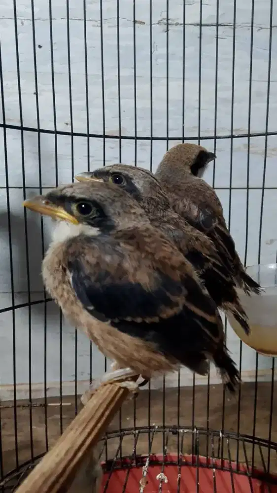 Pentet Trotol jatim blangkon