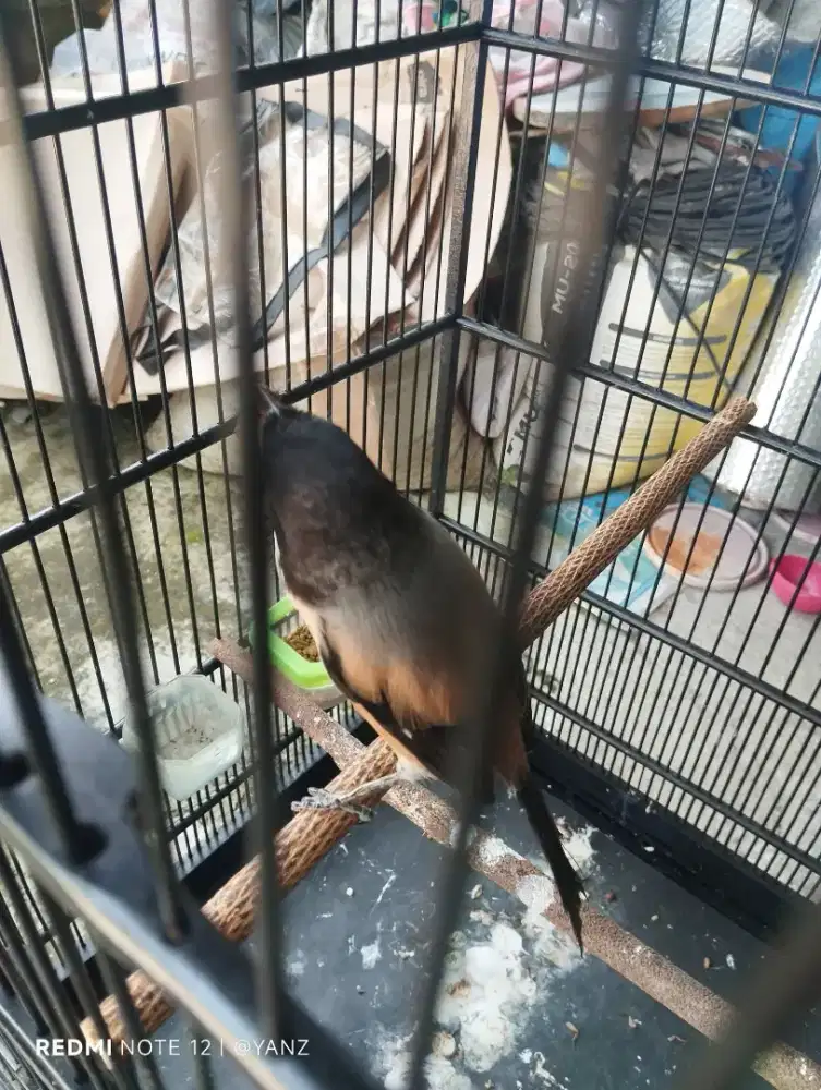 Pentet Kelar mutasi kepala gosong jatim